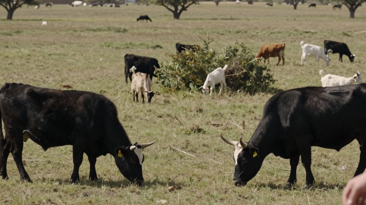 Livestock illustration