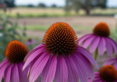 Herbalism & Medicinal Plants