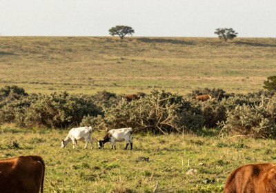 Livestock