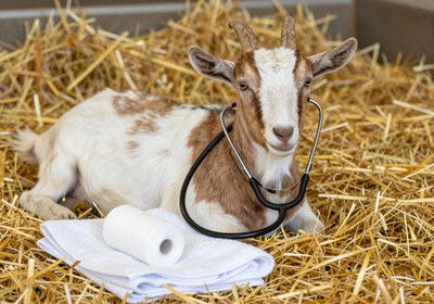 Veterinary Medicine